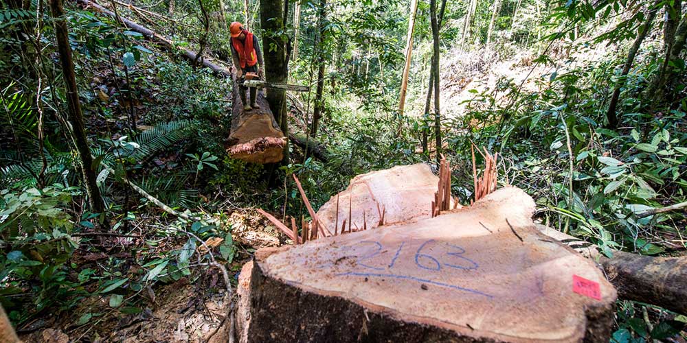 save forests 1000x500 1