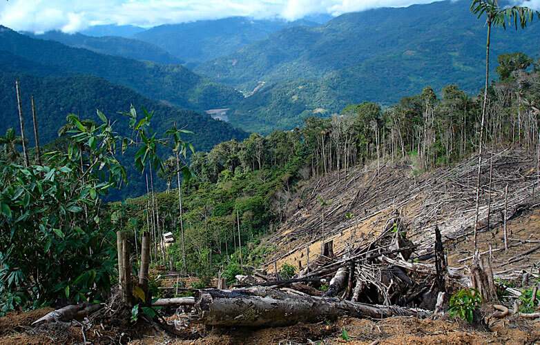 save forests 782x500 1