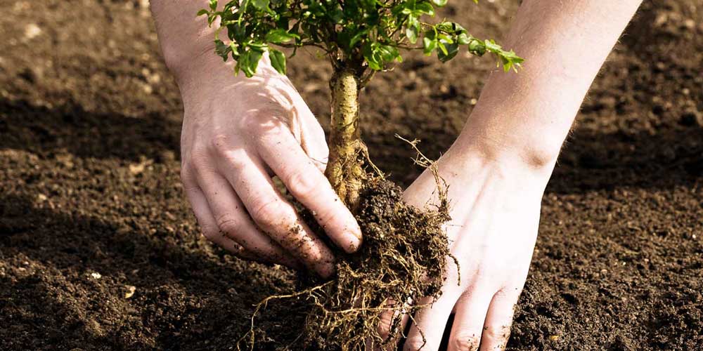 young planting 1000x500 1